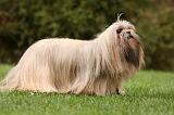 LHASSA APSO 185